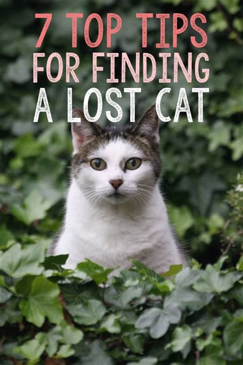 odds of finding a lost cat after a week|Odds of Finding a Lost Cat After a Week: Breaking Down the Stats.